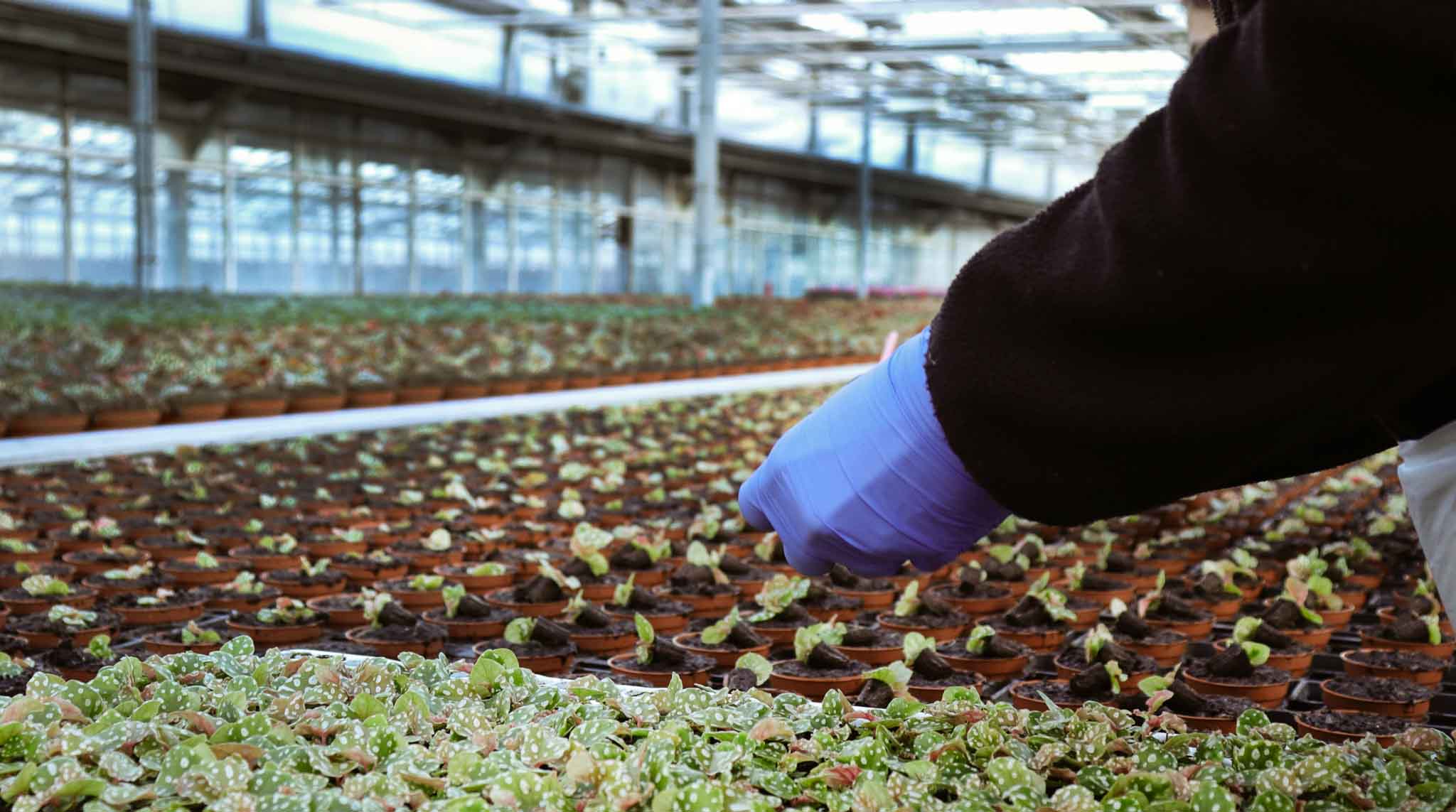 Green house- begonia
