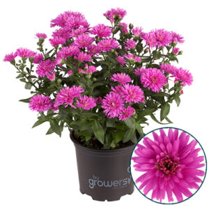 Aster – Wilma Pink