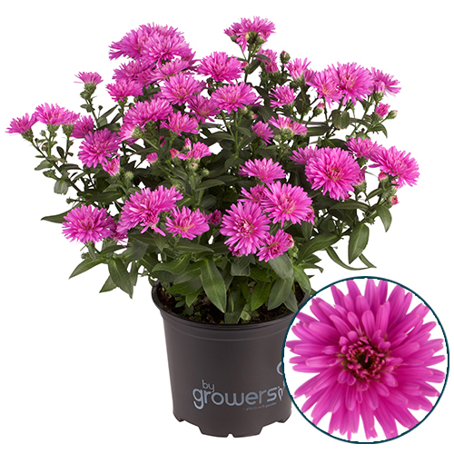 Aster-Wilma Pink