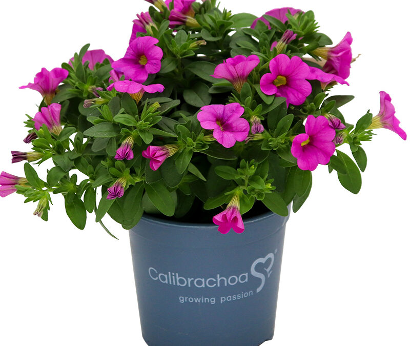Calibrachoa – Aloha rosa