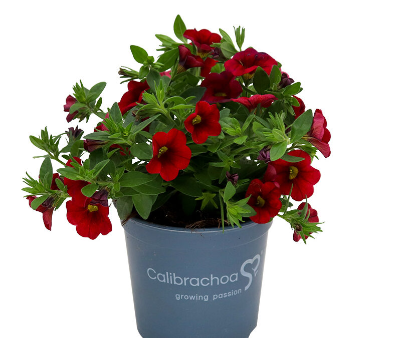 Calibrachoa – Aloha Red