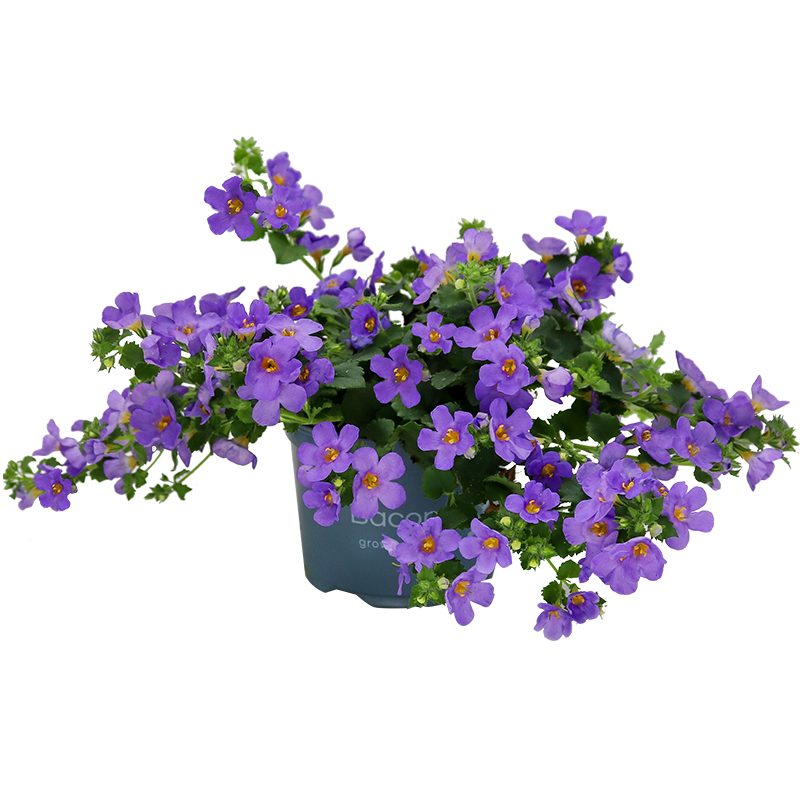 purple bacopa