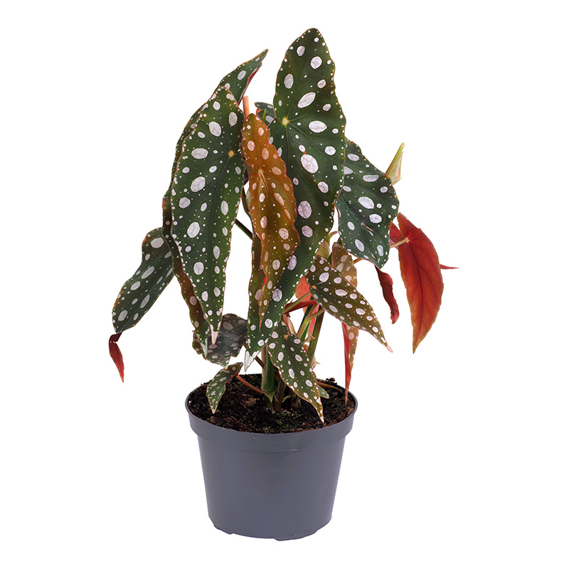 Begoni Silverspot 12 cm