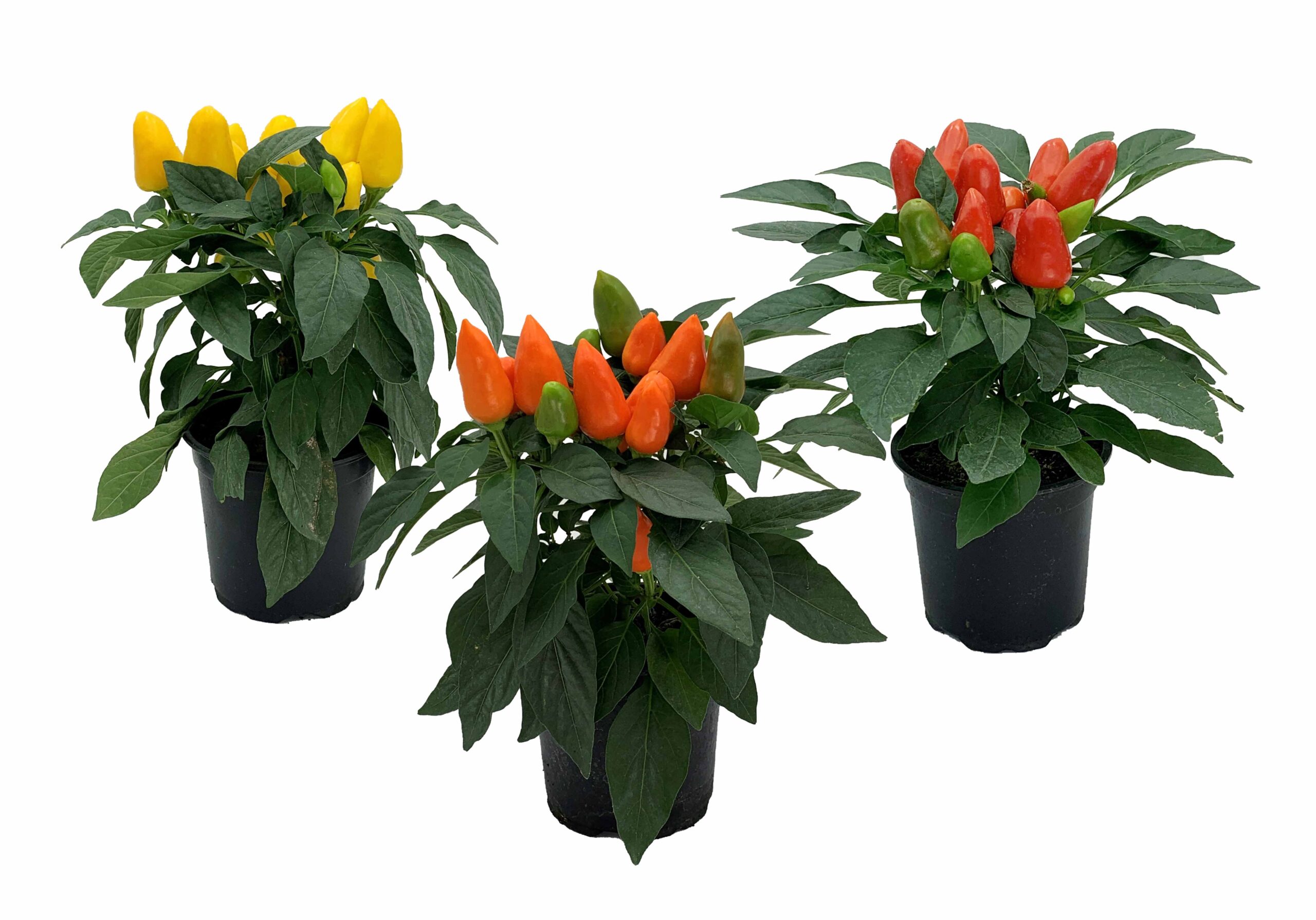 Capsicum Carnival