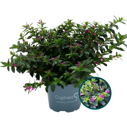 Cuphea – Purple