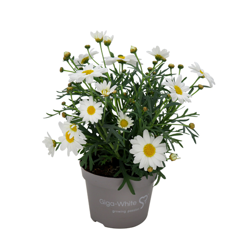 Argyranthemum Perfect White