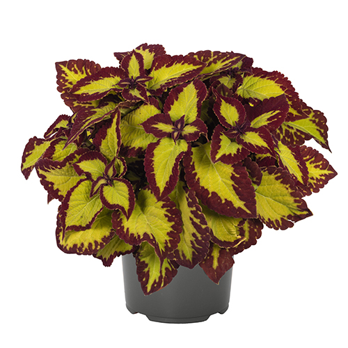 Stained Glassworks Velvet