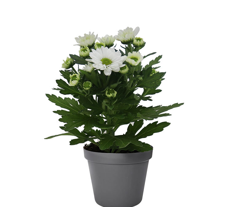 Chrysanthemum Mini –  Swifty Blanche