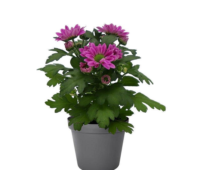 Chrysanthemum Mini – Swifty Dark Pink
