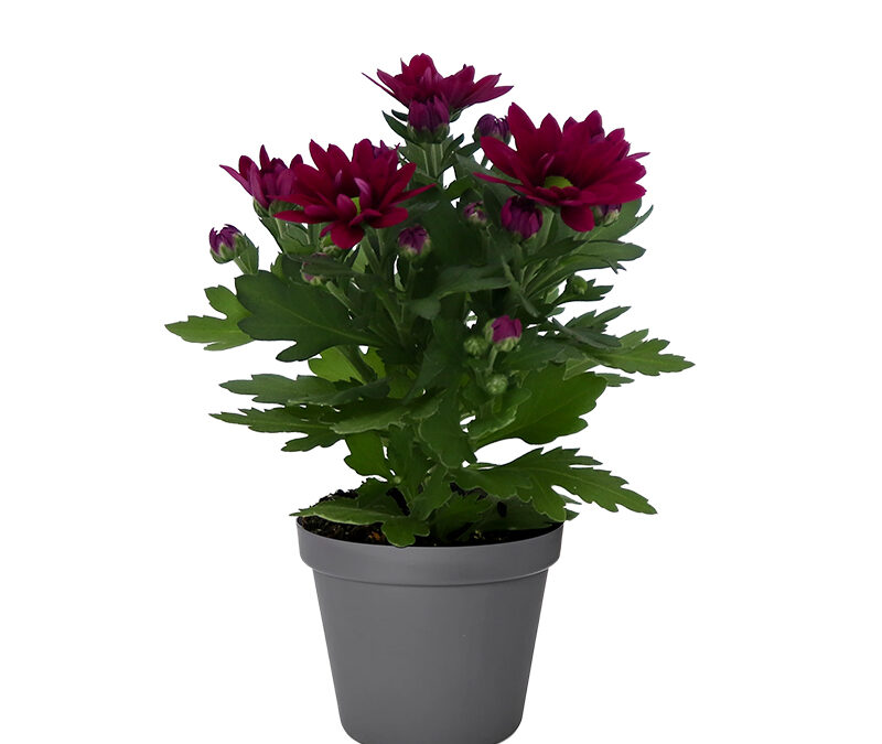 Chrysanthemum – Swifty Purple