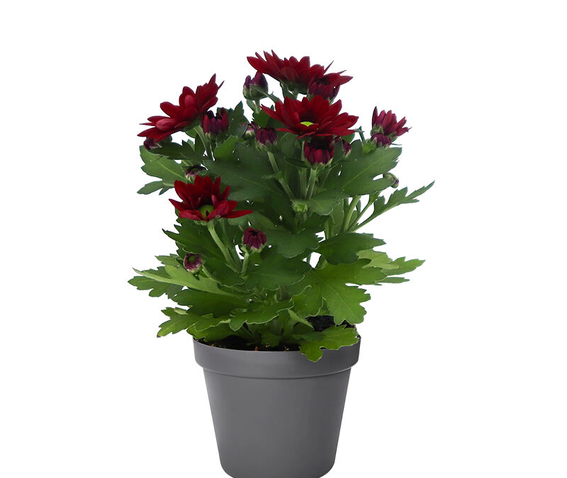 Chrysanthemum Mini – Swifty Rosso