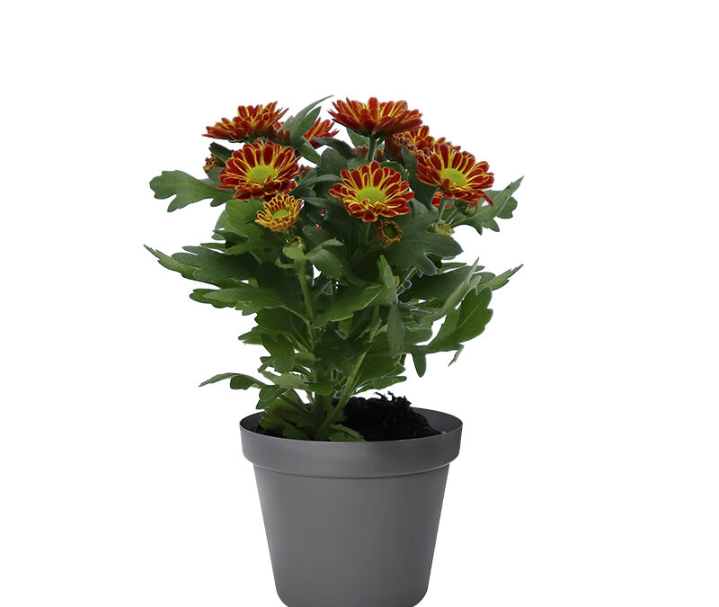 Chrysanthemum Mini – Swifty Orange Bicolor