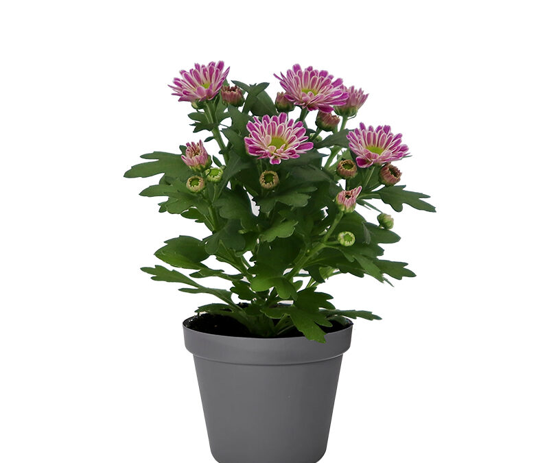 Chrysanthemum Mini – Swifty Pink