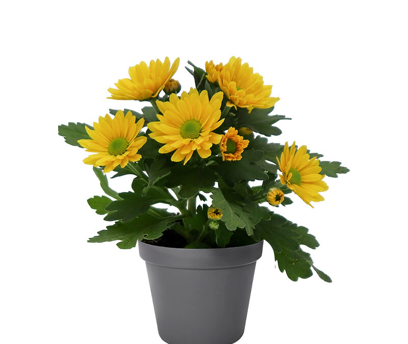 Chrysanthemum Mini – Swifty Light Orange