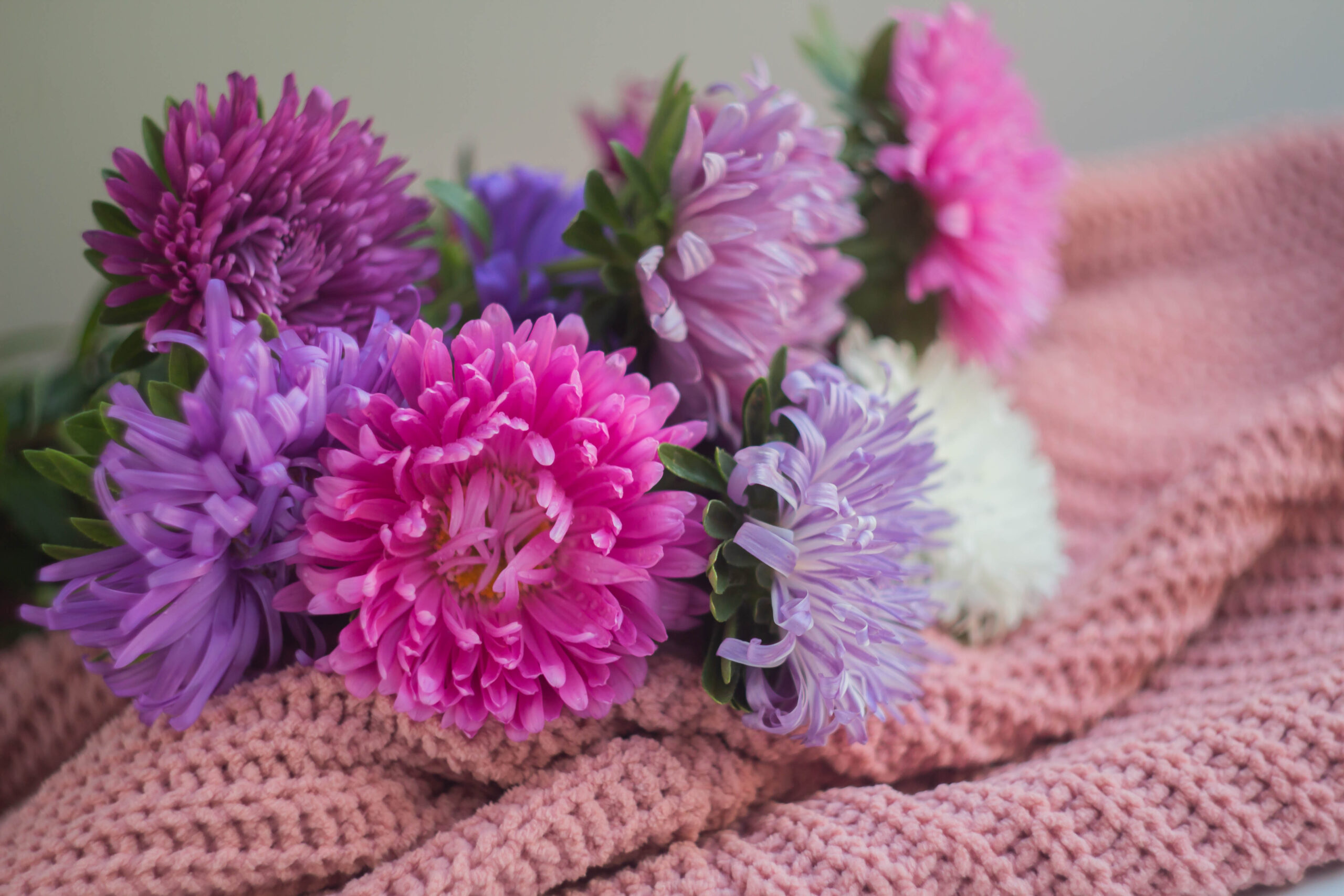 Asters