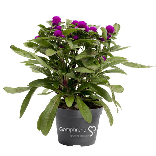 Gomphrena Globo_purple
