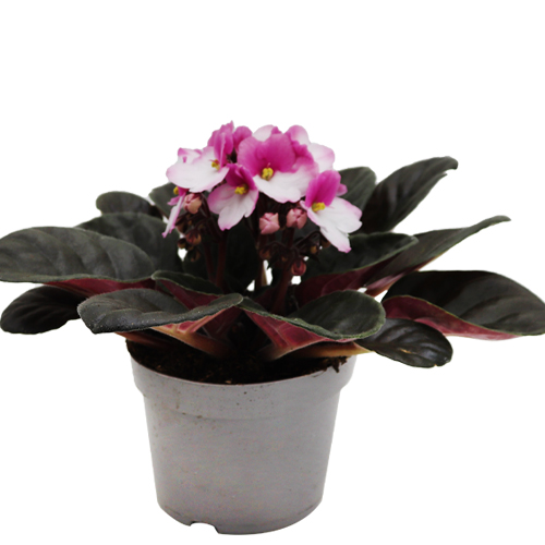 Besar pink – White
