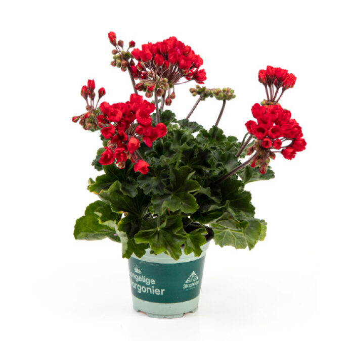 Pelargonium Royal – Carmen / Andrea