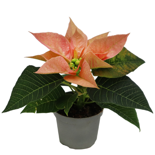 Poinsettia – Cinnamon