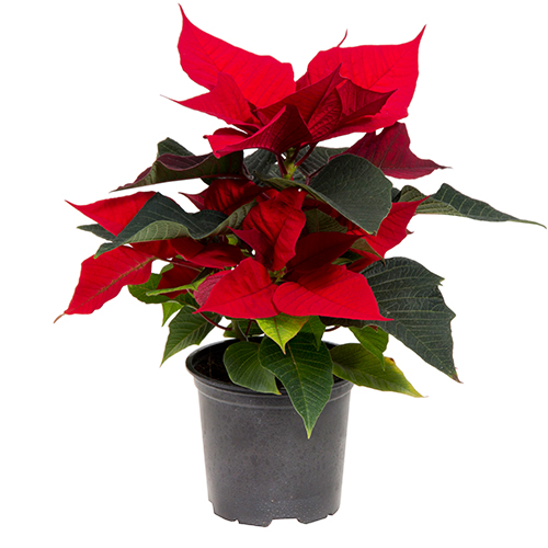 Poinsettia – Red One Stem