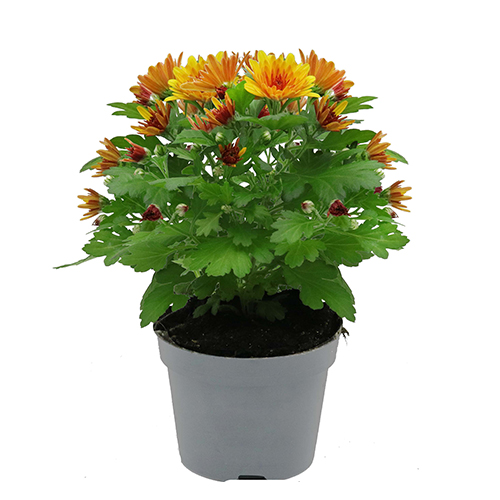 Chrysanthemum Mystic Mums – Flame Orange Bicolor