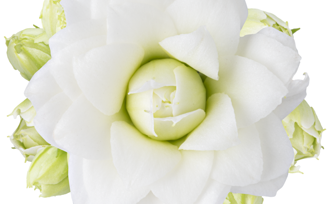 Kalanchoe – Double Flower – Greta / White – 6cm & 10.5cm