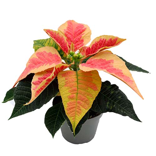 Poinsettia 6 cm – Marble