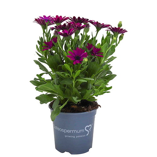 Osteospermum – Mary / Purple