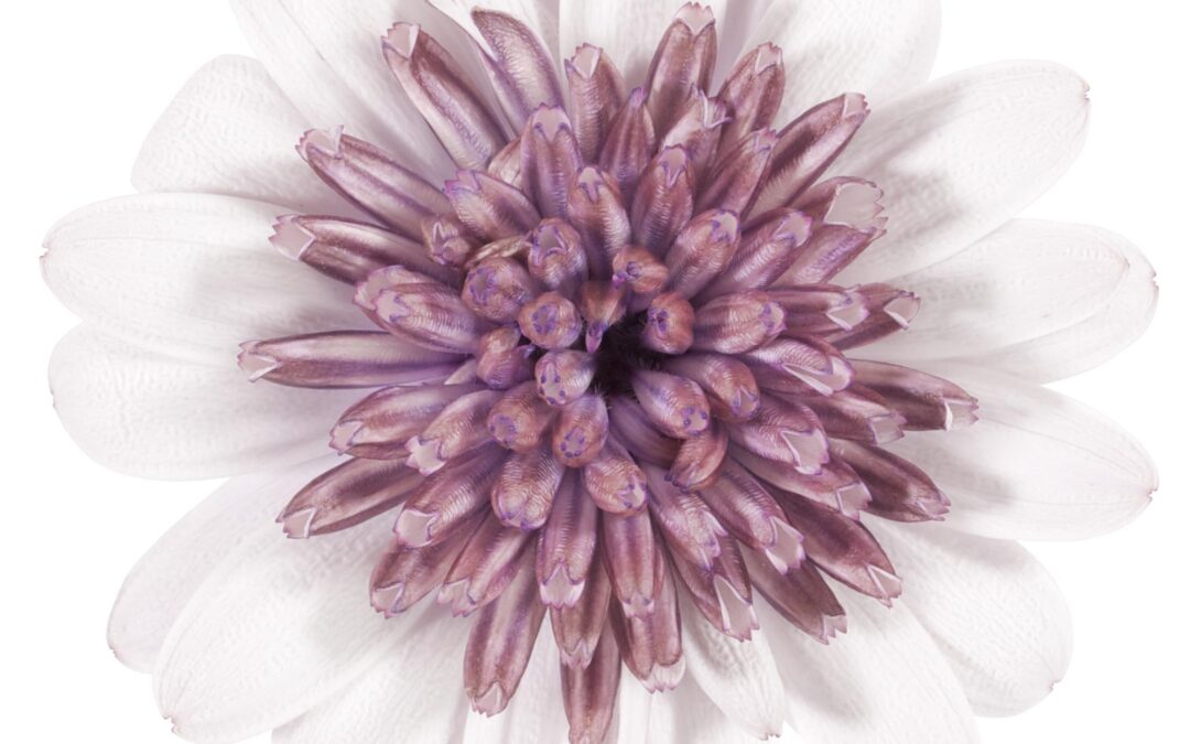 Osteospermum Double – Pedro