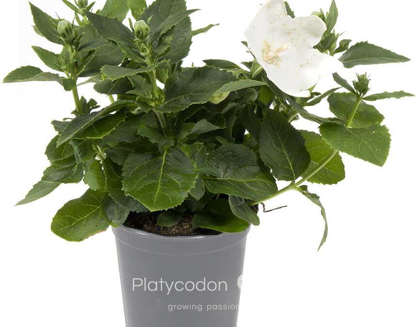 Platycodon – White