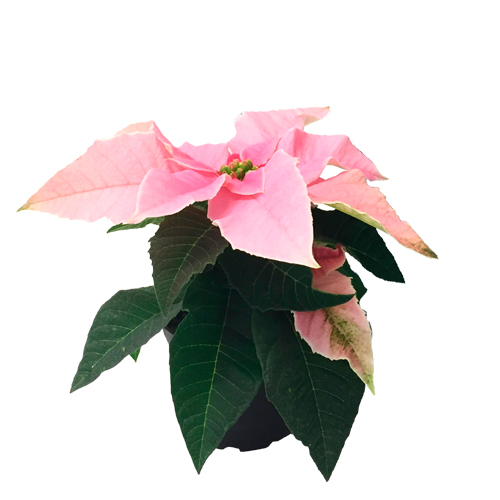 Princettia 6cm – Pink