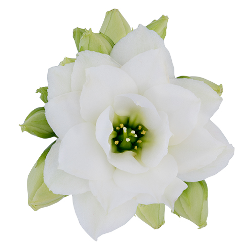 Kalanchoe- Double flower – Sia, 6cm, 10.5cm