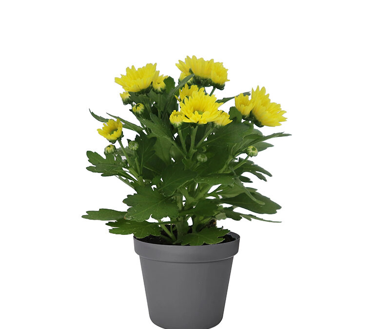 Chrysantheme – Swifty Sun