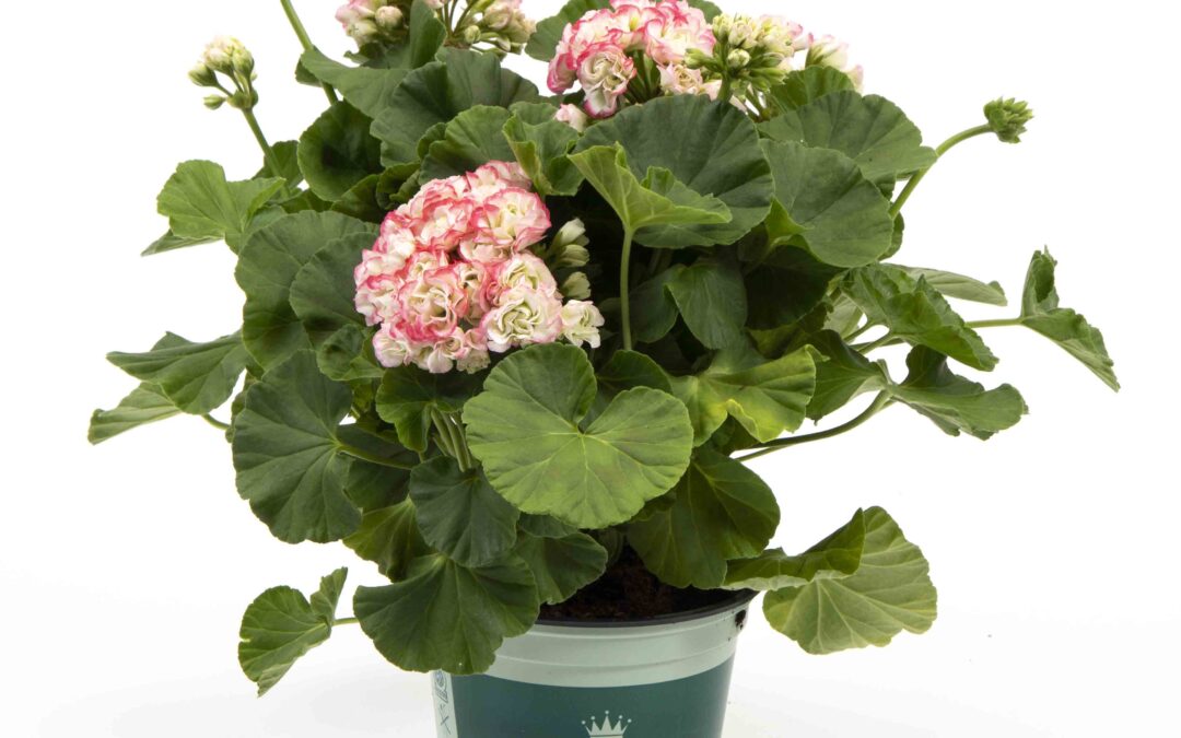 Pelargonium Royal – Appleblossom
