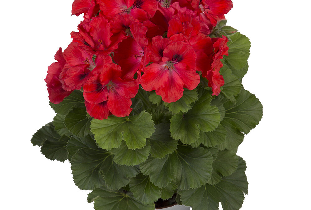 Pelargonium – Elegance Rosanna Red