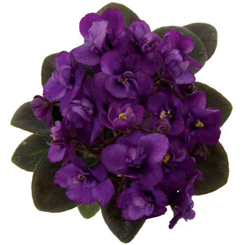 Saint Paulia – Jenny Purple, 6cm