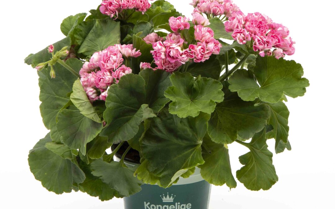 Pelargonium Royal  – Prinsesse Fillippa