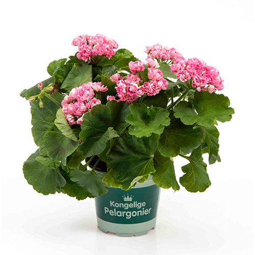 Pelargonium Royal – Prinsesse Fillippa