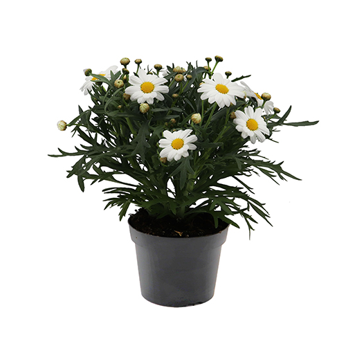Argyranthemum Giga White