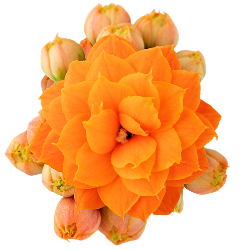 Kalanchoe – Double Flower – Bridget, 10.5cm