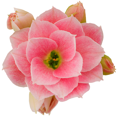 Kalanchoe – Doppelte Blume – Clara, 6cm, 10.5cm