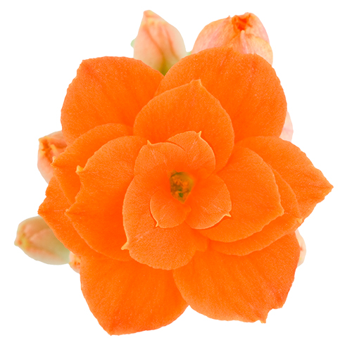 Kalanchoe – Doppelte Blume – Phoebe, 6cm
