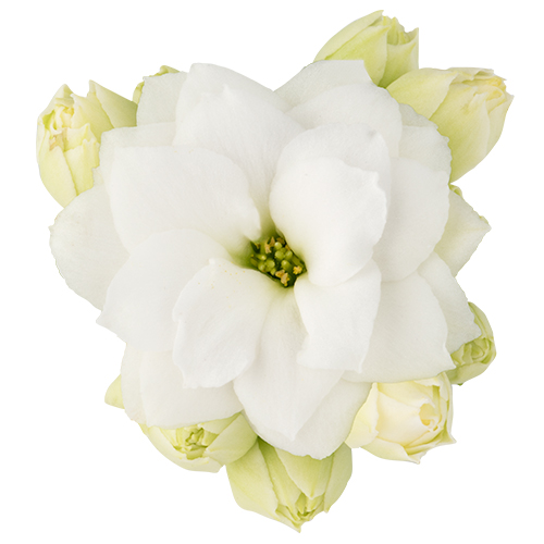 Kalanchoe  – Calandiva – Elsa / White – 6cm