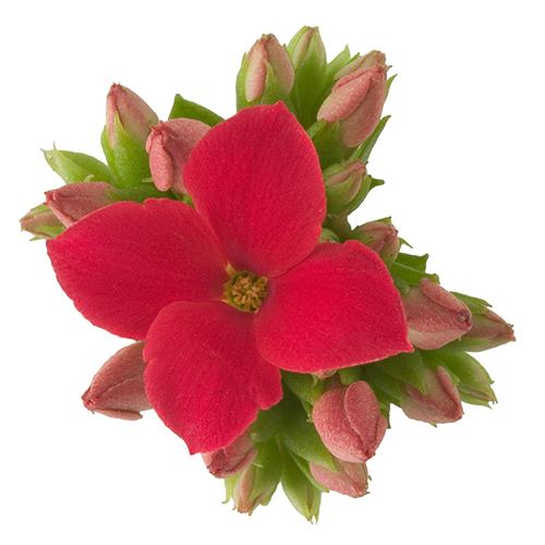 Kalanchoe – Molly / Red 6cm