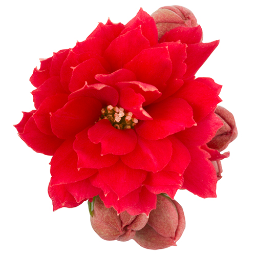 Kalanchoe – Calandiva – Rubio / Red – 6cm & 10.5cm