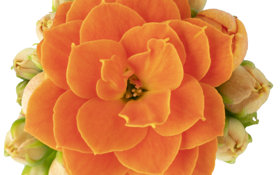 Kalanchoe – Double Flower – Agnes / Orange – 6cm