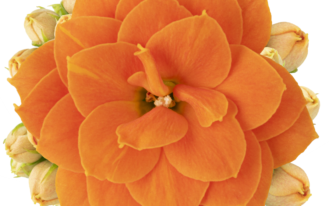 Kalanchoe – Double Flower – Daisy / Orange – 10.5cm