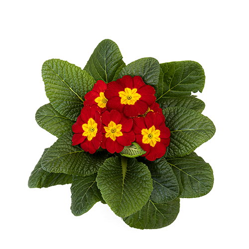 Primula – Paradiso Mid Red