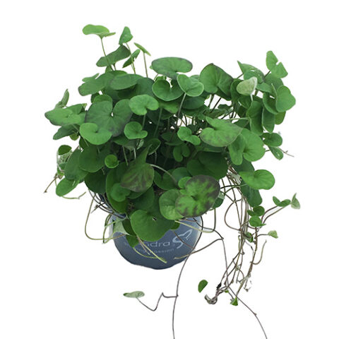 Dichondra - Emerald Falls - Bygrowers®