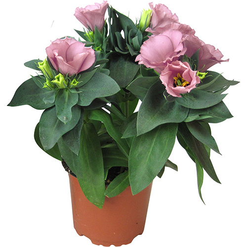 Eustoma – Rosa